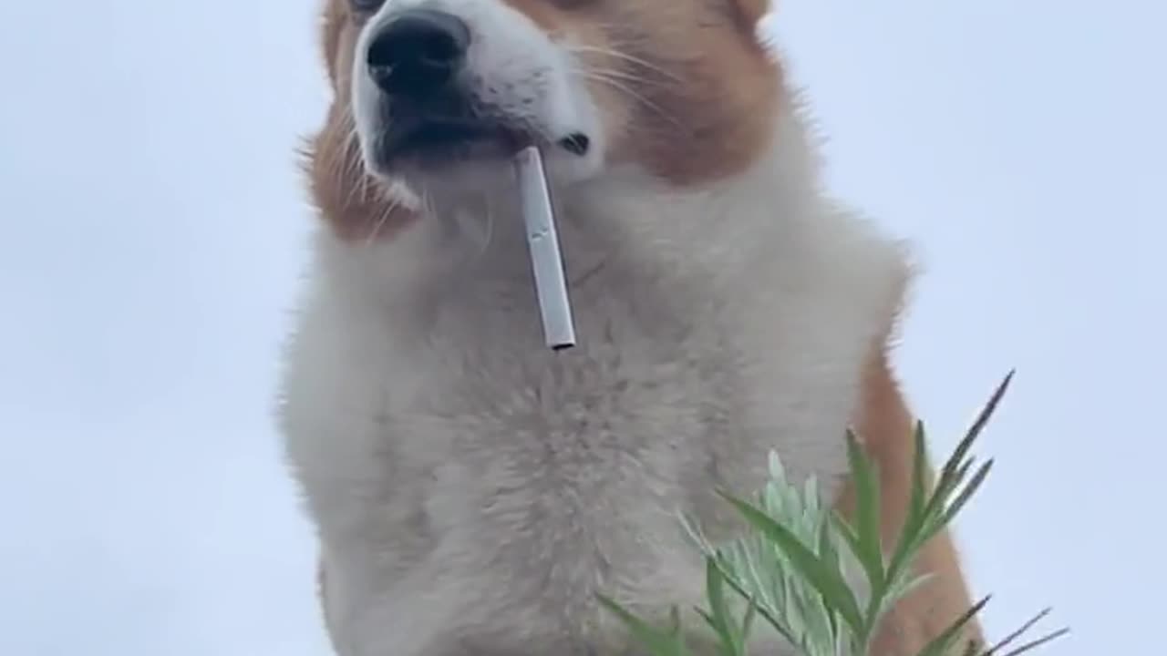 Lovely dog