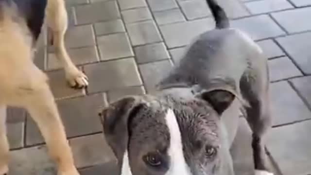 WATER VS DOGS