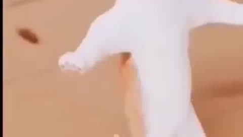Funny cat videos