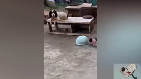 Funniest animal clips!
