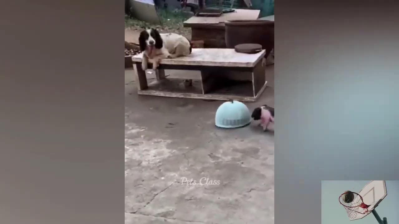 Funniest animal clips!