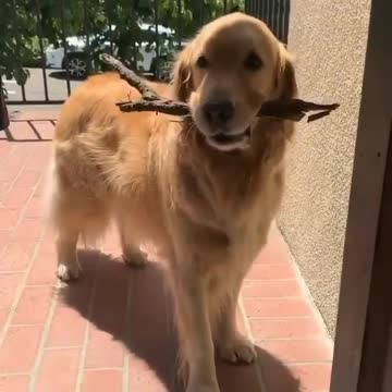The dog refuses to give the stick. Nice attitude.