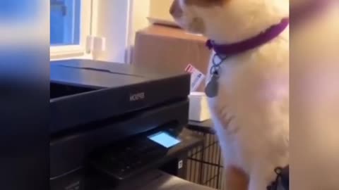 A COLLECTION OF FUNNY CAT MEMES FROM 2022