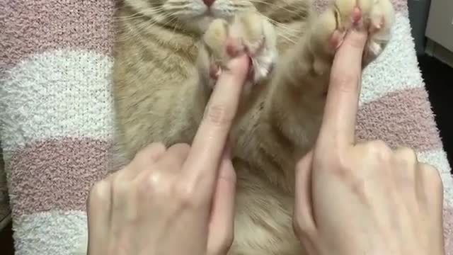 Cats and owners play sports together