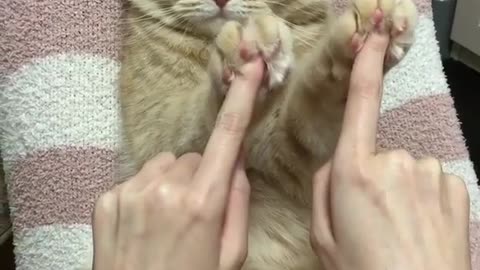Cats and owners play sports together