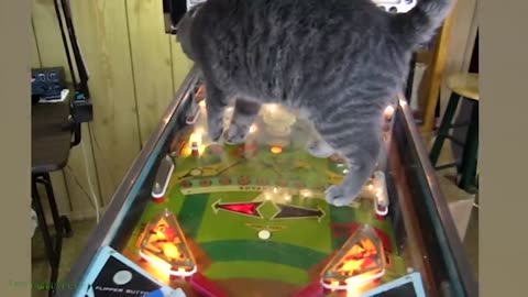 1 hour of funny cat moments 🤣😂😅