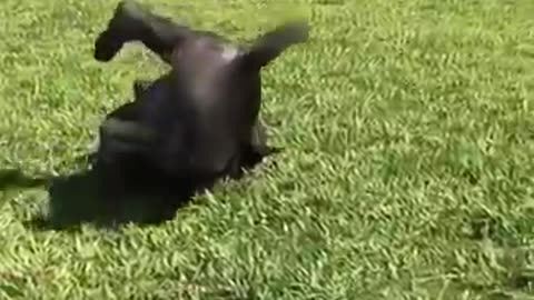 funny video