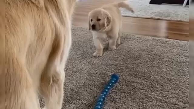 How To Train Your In Fun Way As They Are Trained in Dog Training Academy!