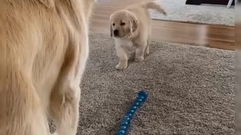 How To Train Your In Fun Way As They Are Trained in Dog Training Academy!