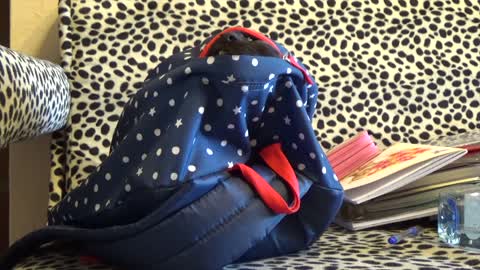 FUNNY CAT out of a bag