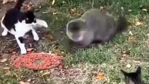 ANIMAL FUNNY