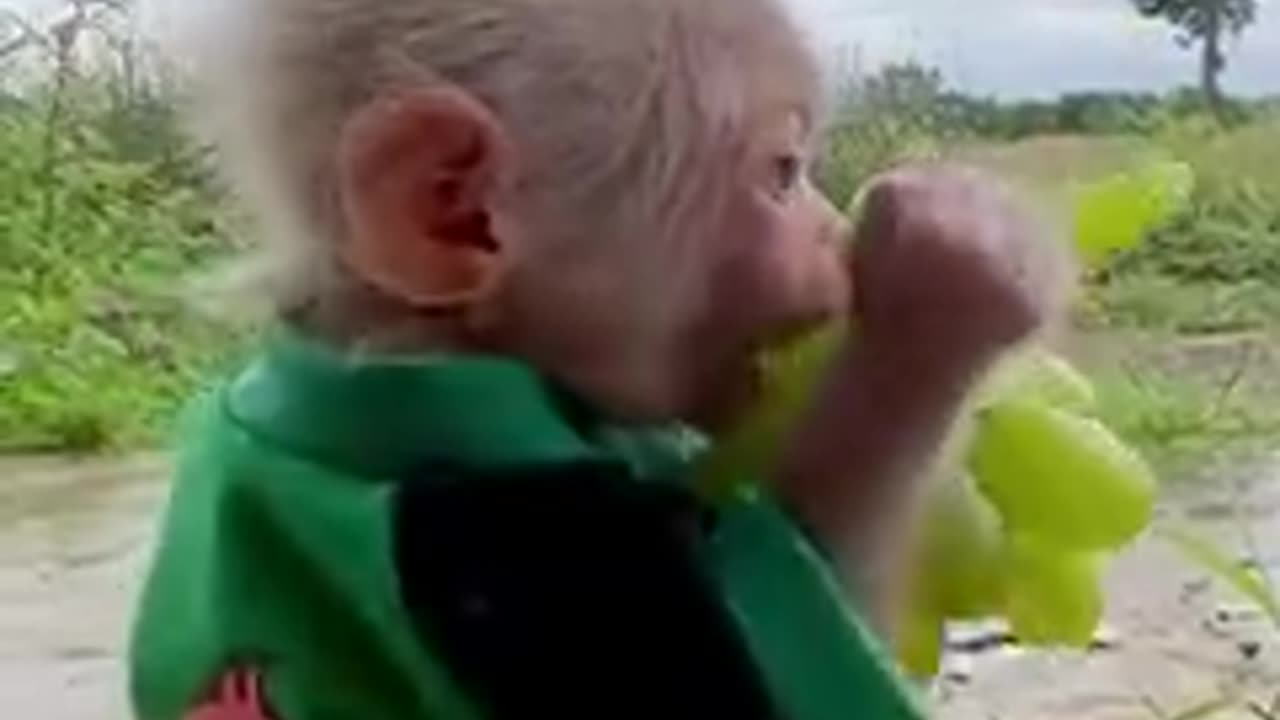 Beutlfu monkey