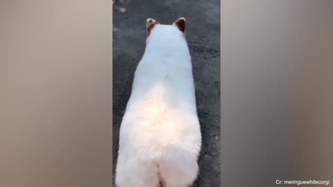 Funniest Dogs on the Internet