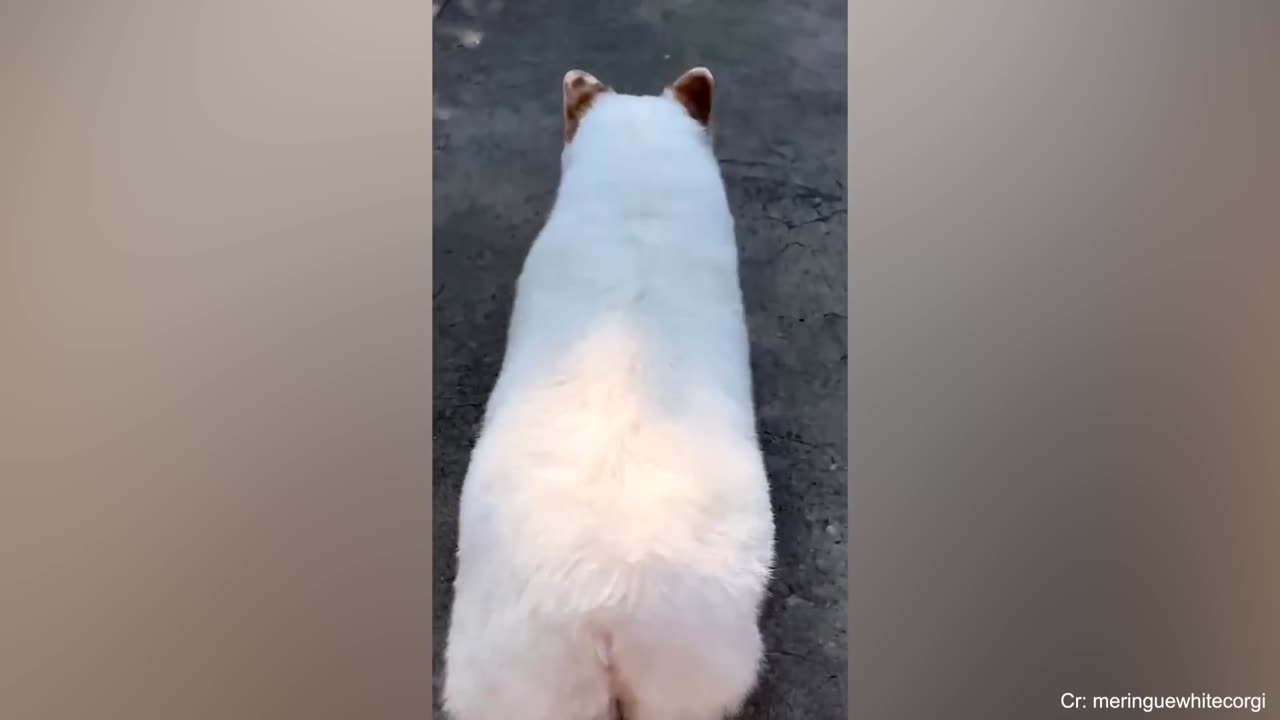 Funniest Dogs on the Internet