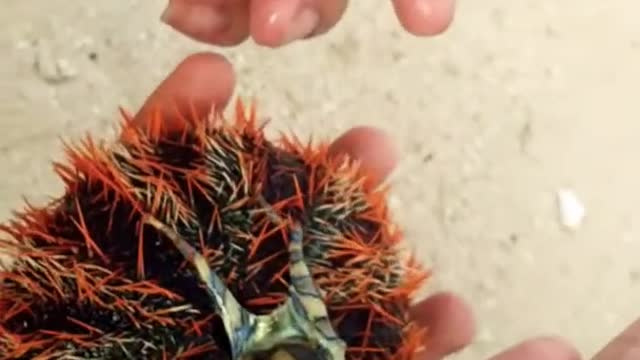 Unknowingly hold deadly Blue ringed octopus