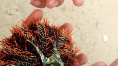 Unknowingly hold deadly Blue ringed octopus