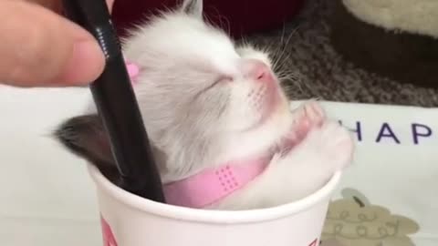 would you like a kitten milk tea? meow 😺🙀😻