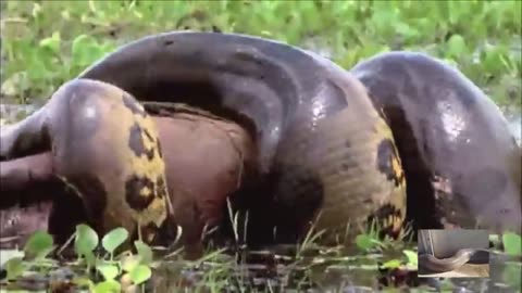 WORLDS BIGGEST ANACONDA SNAKE
