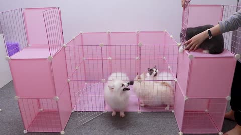 Puppy house / making dog house at home simple Dog house build DIY/ DIY Dog House/ DoG/ Funny Dog's