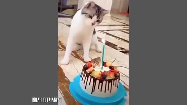 10 minute video of cat behavior makes you laugh
