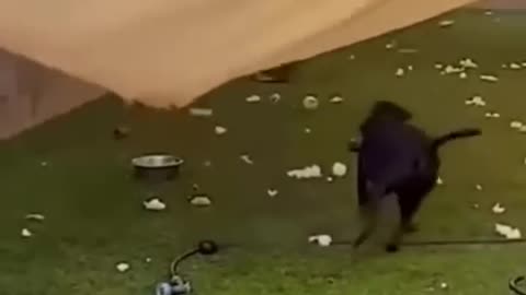 Best Funny Animal Videos of the year (2023), funniest animals ever. relax with cute animals video