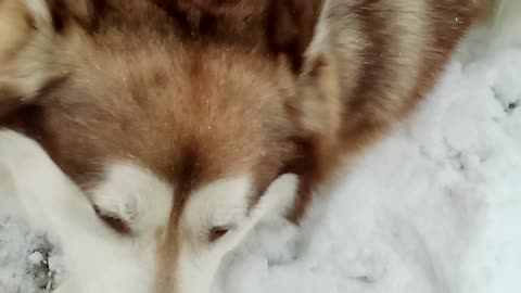Avalanche the Malamute wants to roll with his Dad