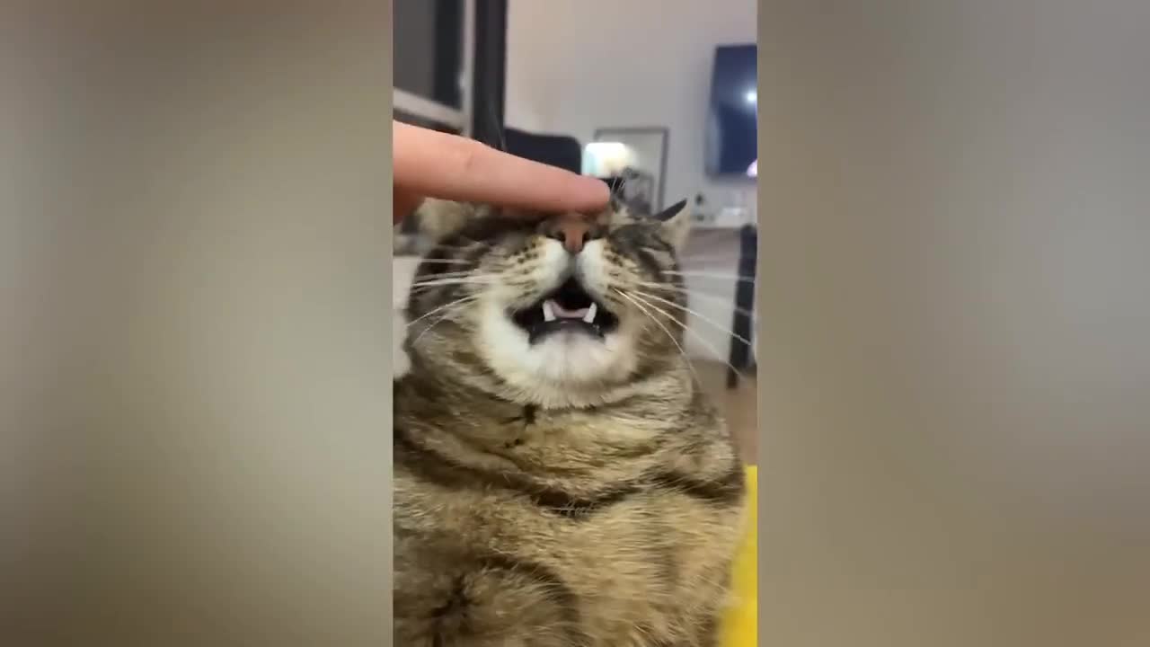 Best Funny Animal Videos Of The 2022 π€£ - Funniest Cats And Dogs Videos πΊπ+18
