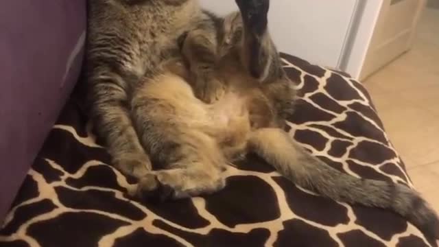 The cat is tired of washing