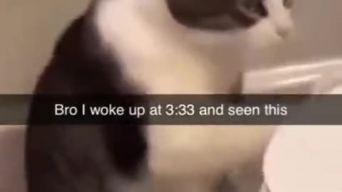 Musican cat