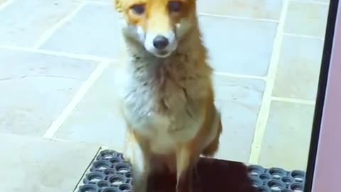 Rescue a fox ❤️❤️❤️