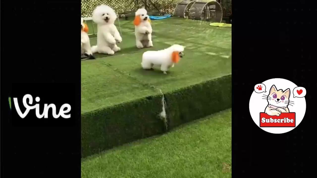 Best Funny Animal Videos Of The 2023 🤣