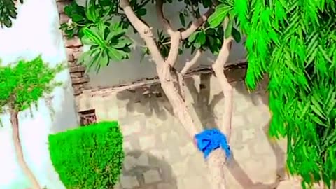 Mran tu drdy o badshao