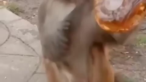 drunken monkey