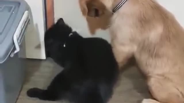 Dog and Cat Escaping