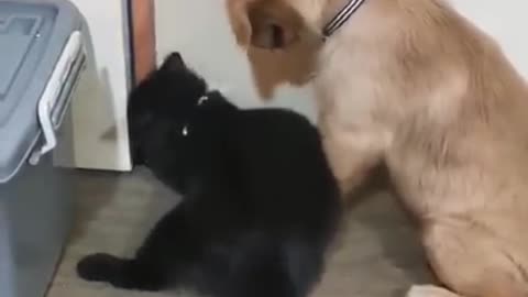 Dog and Cat Escaping