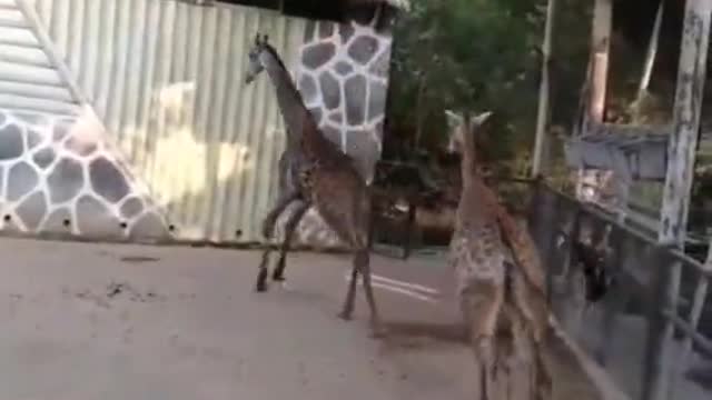 The giraffe