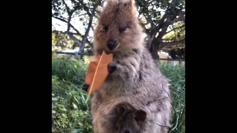 Funny Animal's | 2021 | #trending