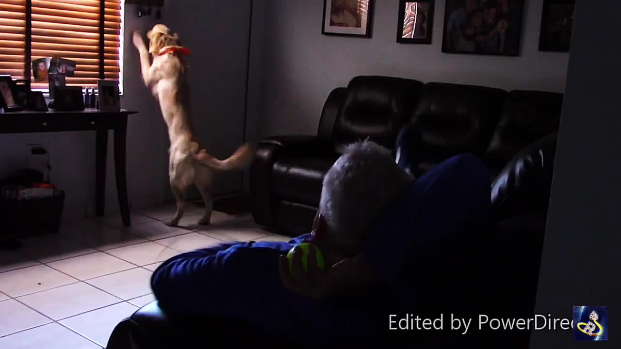 Harmony Unleashed, A Guide to Positive Dog Training