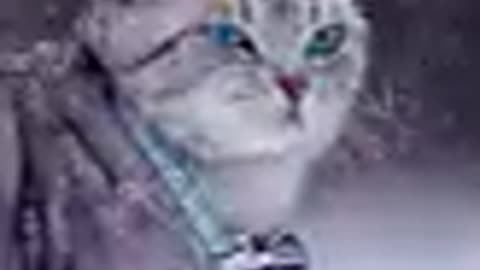 Doge funy