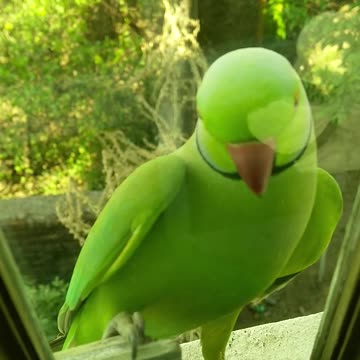 funny Parrot Brazilian Bird 2021