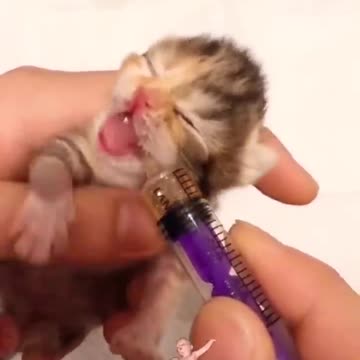cute kitten song 🐈kitten academy 😍 kitten sounds #shorts #tiktok