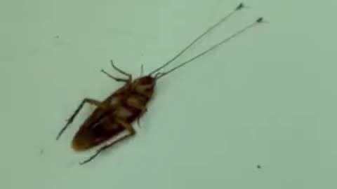 Can two ants drag a cockroach?