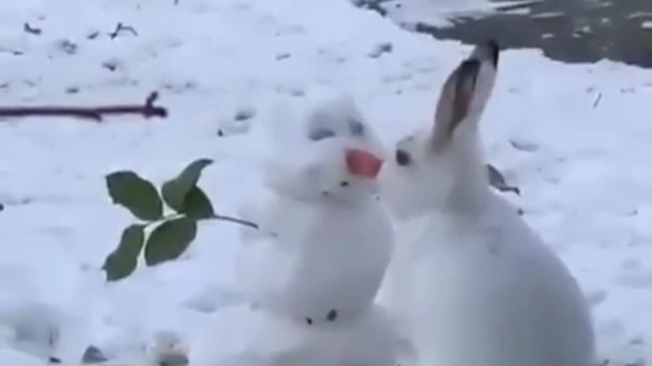 Mr Snowman... your nose is mighty tasty !