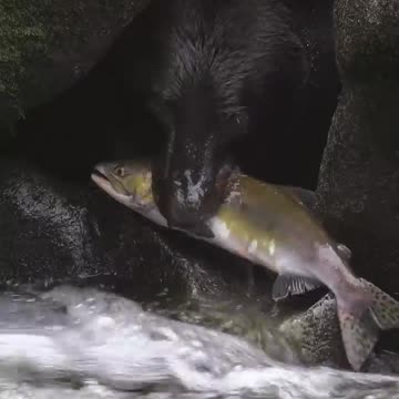 Bhalu with fish #minivlog #shorts #viral