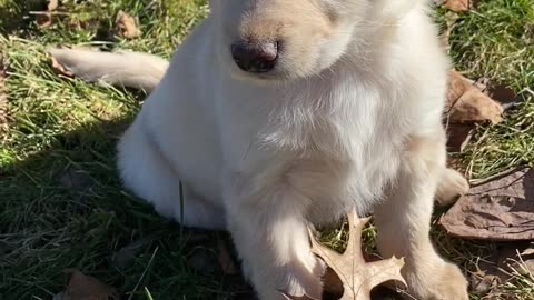 Puppy 🐶 Tikka Too Cute