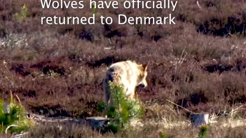 Wolves in denmark