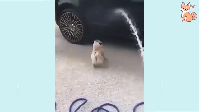 Cute dog funny video🤣🤣/best funny video