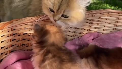 Cat loving her babies 😻🐾
