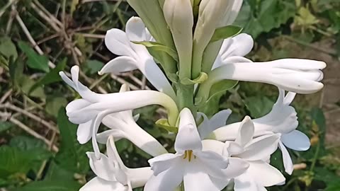 Rajniganda flowers🌸🌺🌻🌹🌷🌼💐