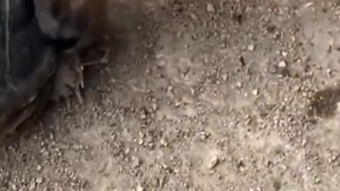 Turtle vs dog